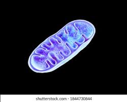 Fascinantes petites mitochondries – respirons pour elles !